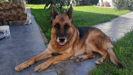Perro ovejero regresa a su hogar luego de estar 10 meses perdido