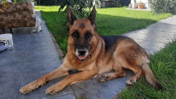 Perro ovejero regresa a su hogar luego de estar 10 meses perdido