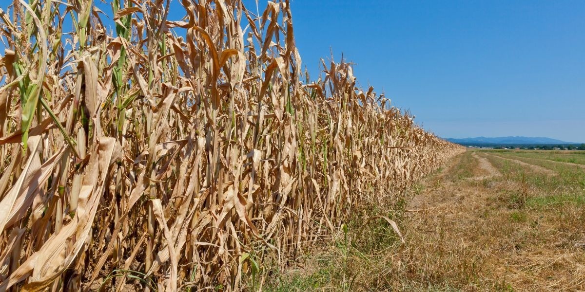 Pagarán seguro a productores en 15 municipios por sequía 