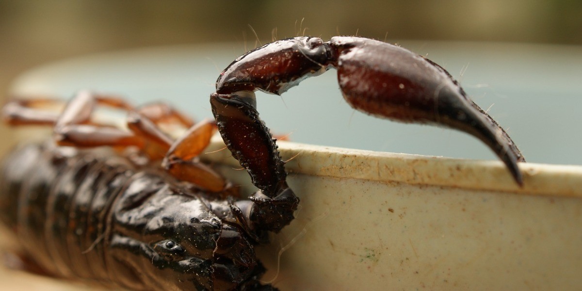 Guanajuato, segundo lugar en nuevos casos de picaduras de alacrán
