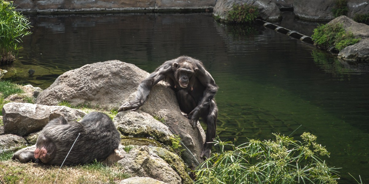 ¡Alemania permitirá bodas en zoológicos con los chimpancés!