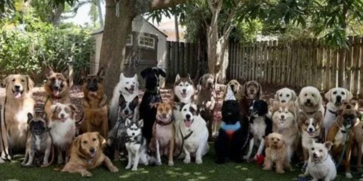 Logran captar en una foto a 30 perros ¡de manera perfecta!