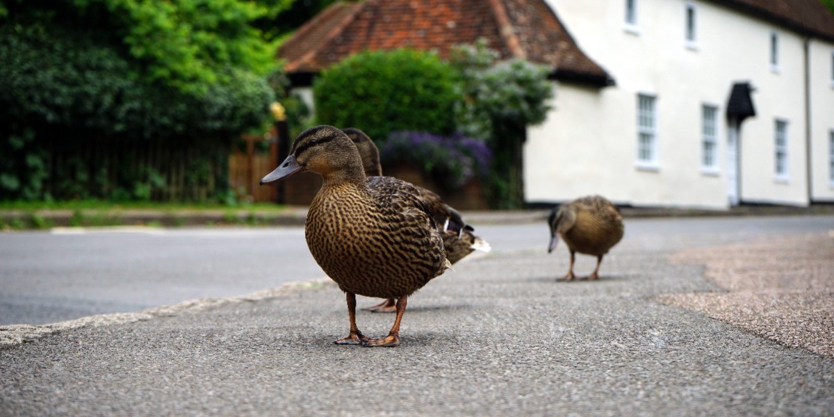 Ayuda a familia de patos a cruzar una autopista y muere atropellado
