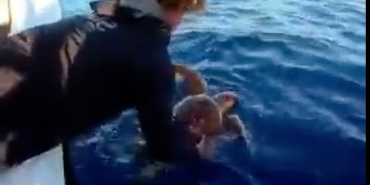 Tiburón ayuda a tortuga para que fuera salvada por unas personas