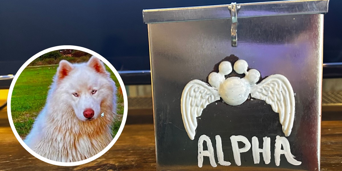 Exigen justicia para Alpha, perrito torturado en San Miguel de Allende