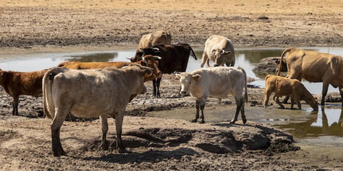 Altas temperaturas secan abrevaderos naturales para el ganado en León