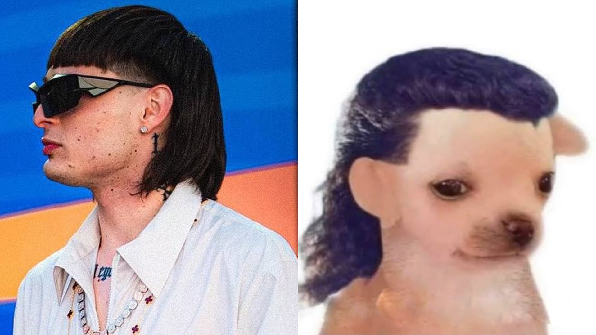 ¡Un can con estilo de “Peso Pluma“! Perrito se vuelve viral en TikTok por su atrevido corte de cabello