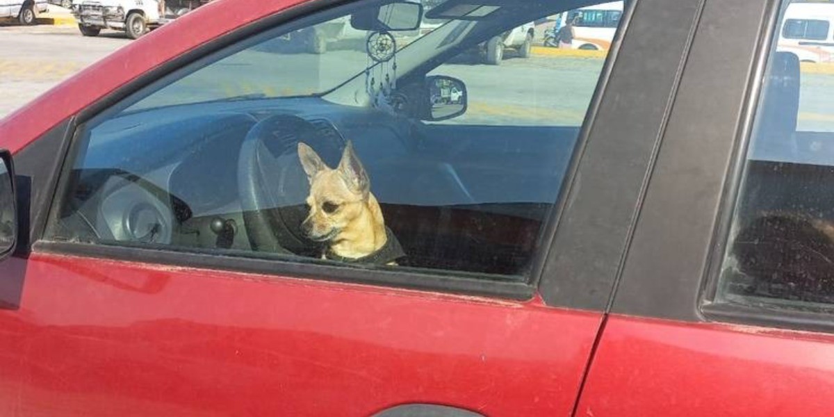 Ante calor extremo, pide SSG no dejar a niños ni mascotas en los autos