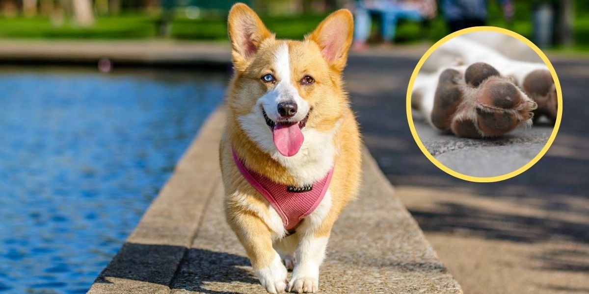 ¿Cómo cuidar a los perritos de la ola de calor en México?