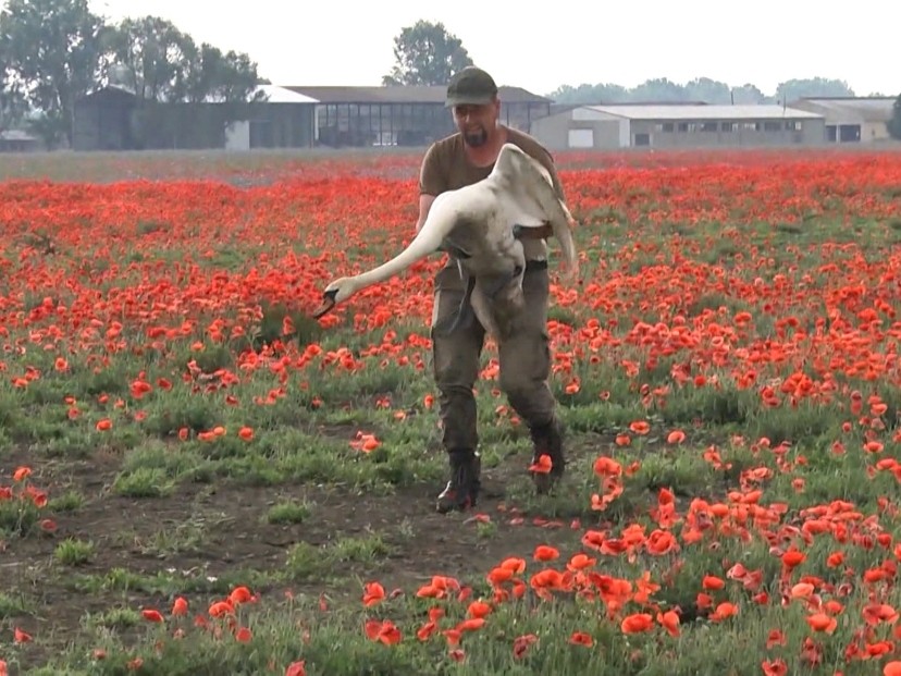 ¡Vaya viaje! Captan a decenas de cisnes 'volando' en campo de amapolas