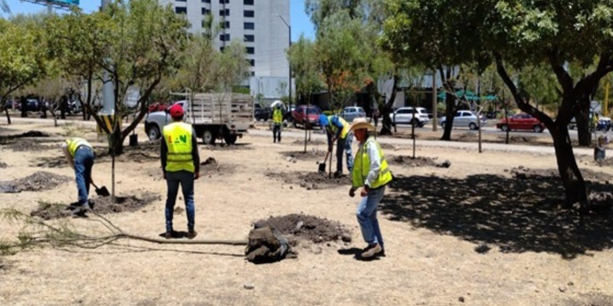 Proyectos de obra deben diseñarse sin afectar árboles: Fura