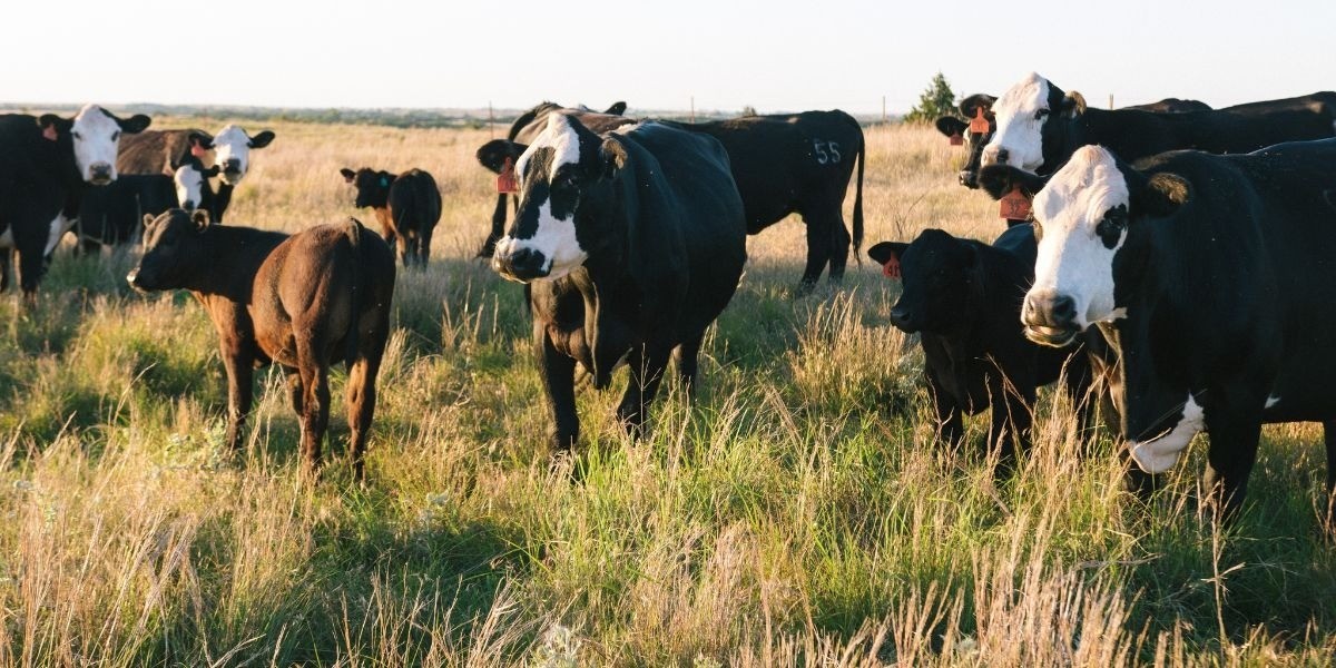 Disminuye robo de ganado en Guanajuato