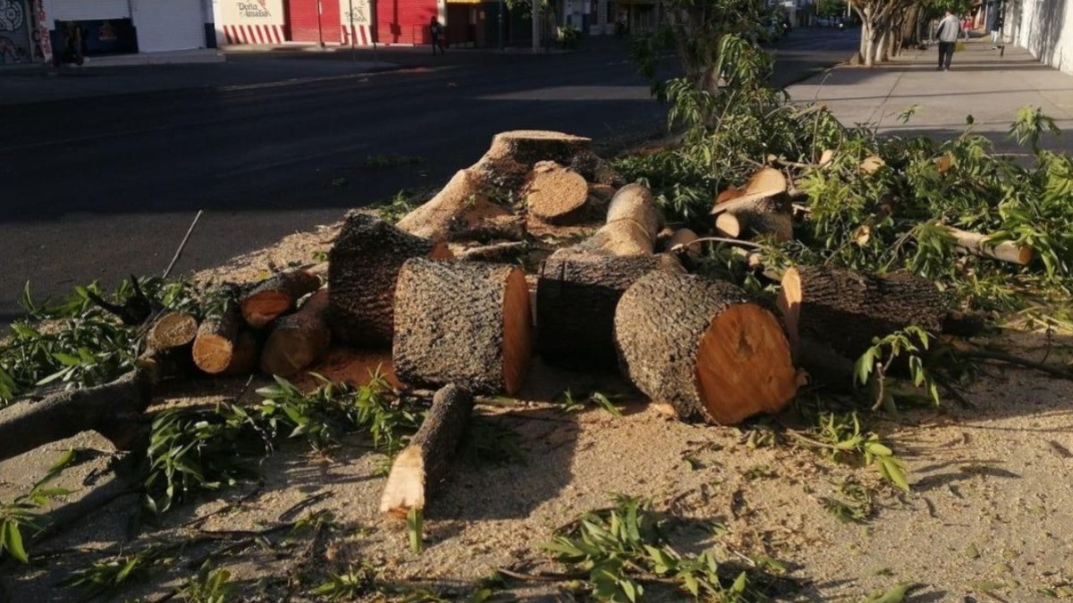 Árboles talados en la Arbide afectaban entrada a circuito