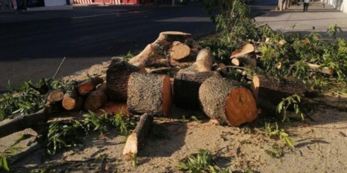 Autorizó Municipio la tala de más de 4 mil árboles en el último sexenio