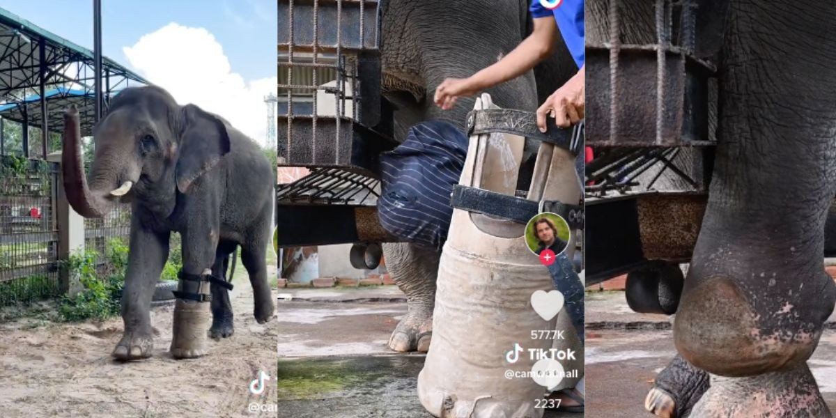 Elefante pierde una pata y ahora camina con una prótesis gigante