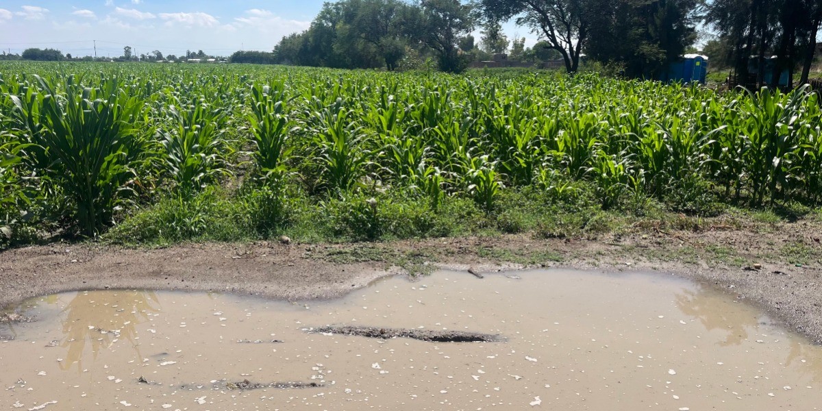 Cosechas de maíz se retrasarán un mes