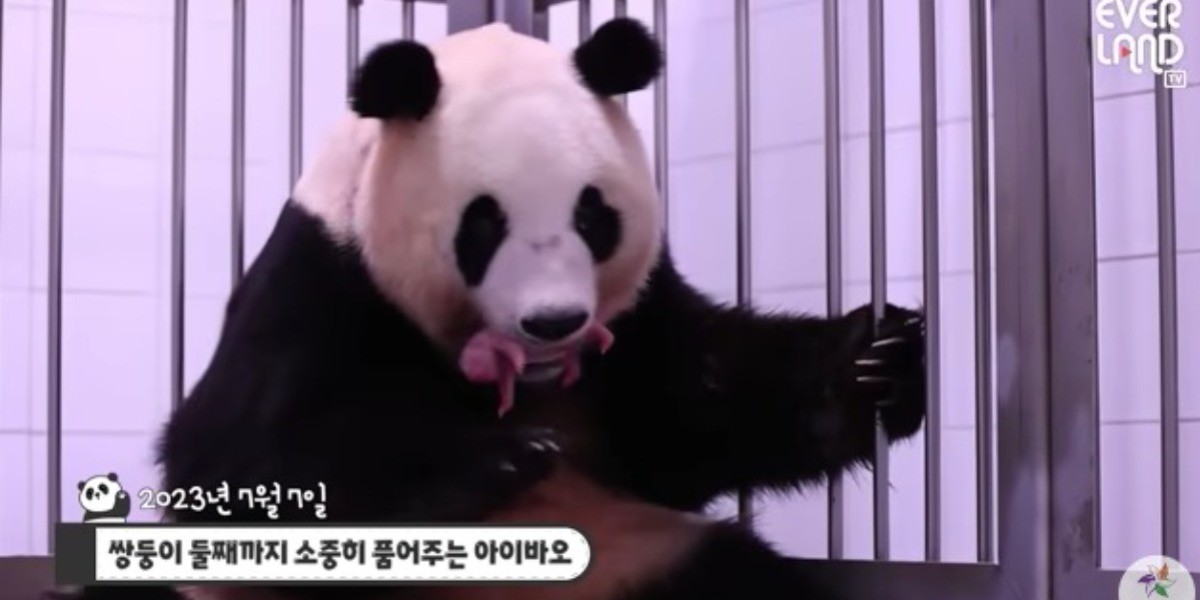 ¡Histórico! Nacen pandas gemelas en Corea del Sur