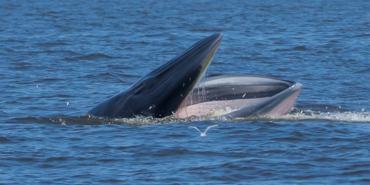 Encallan 55 ballenas y mueren en una playa de Escocia