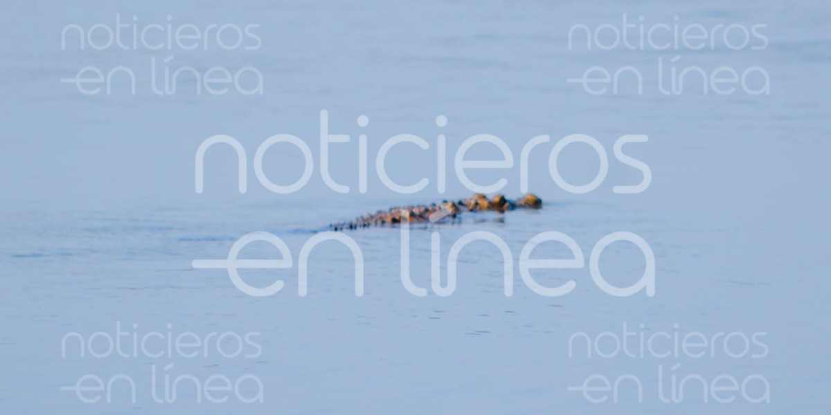 Caimán suelto en presa de León es joven; alguien lo habría abandonado: PC