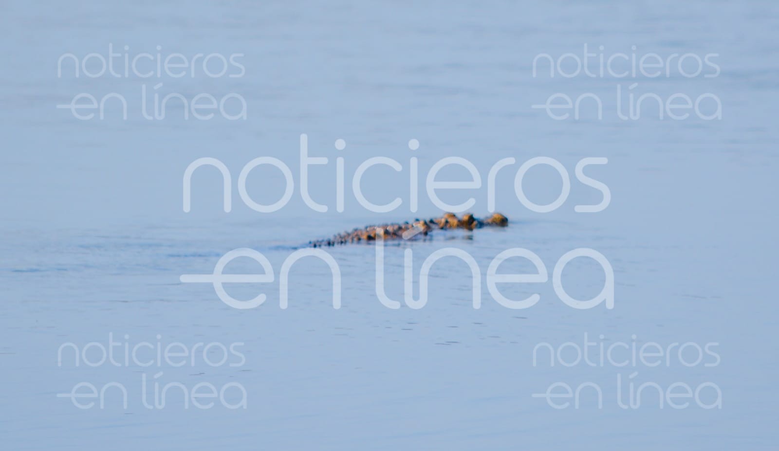 Siguen autoridades tras caimán en comunidad de León