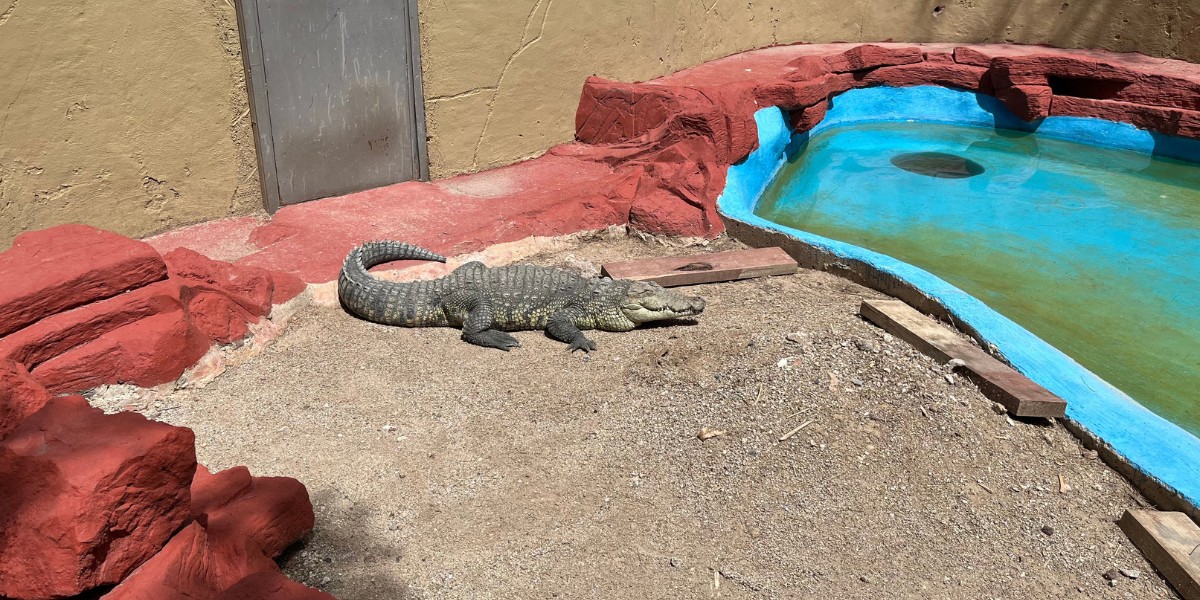 Cocodrilo capturado en Corral de Piedra ya está en el Zoológico de León