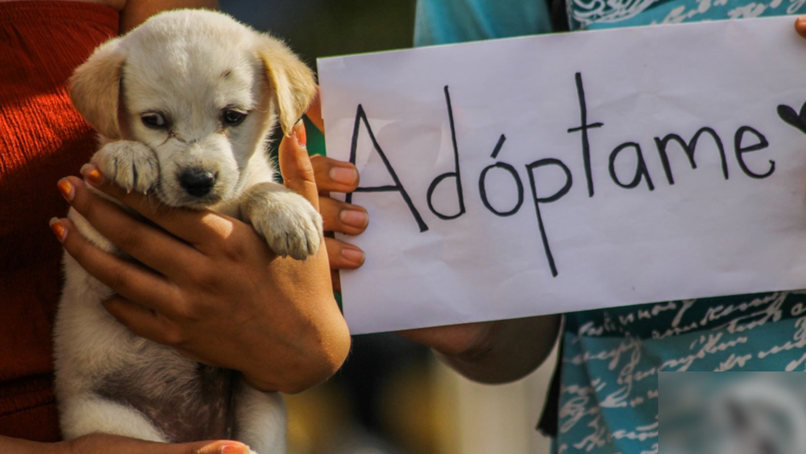 Si estás en busca de un 'lomito', en Centro Max habrá adoptón este domingo