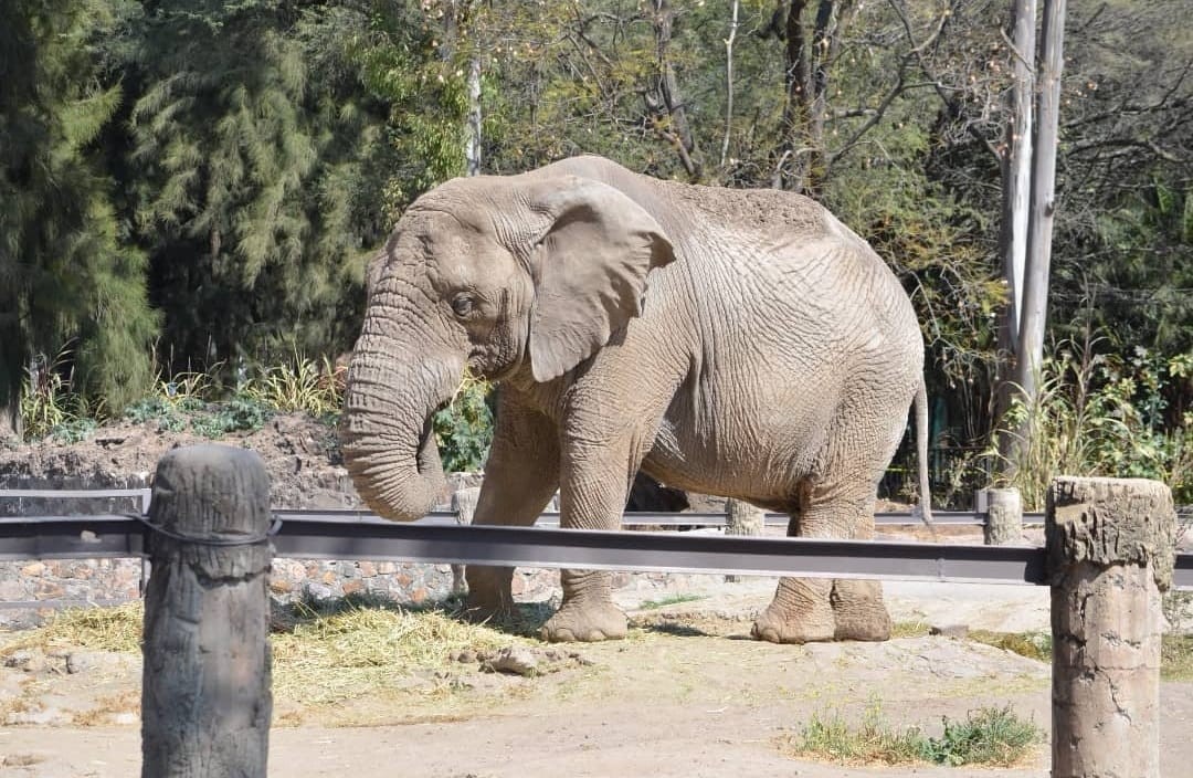 Zoo León despide con pesar a Davy, el elefante noble