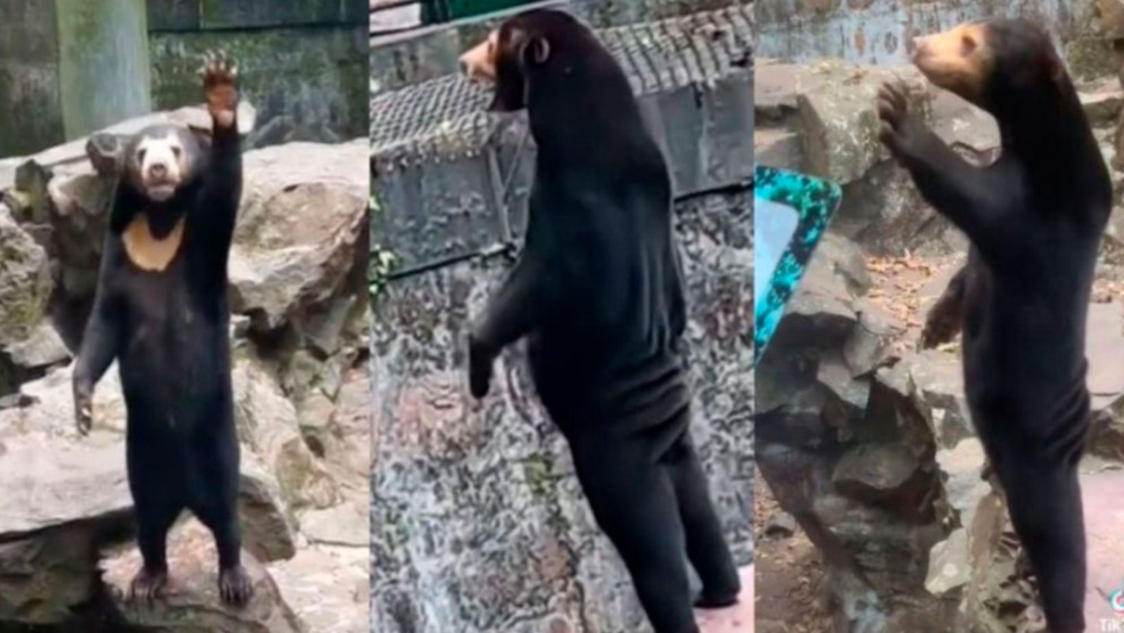 Zoo en China niega oso disfrazado: polémica por video viral