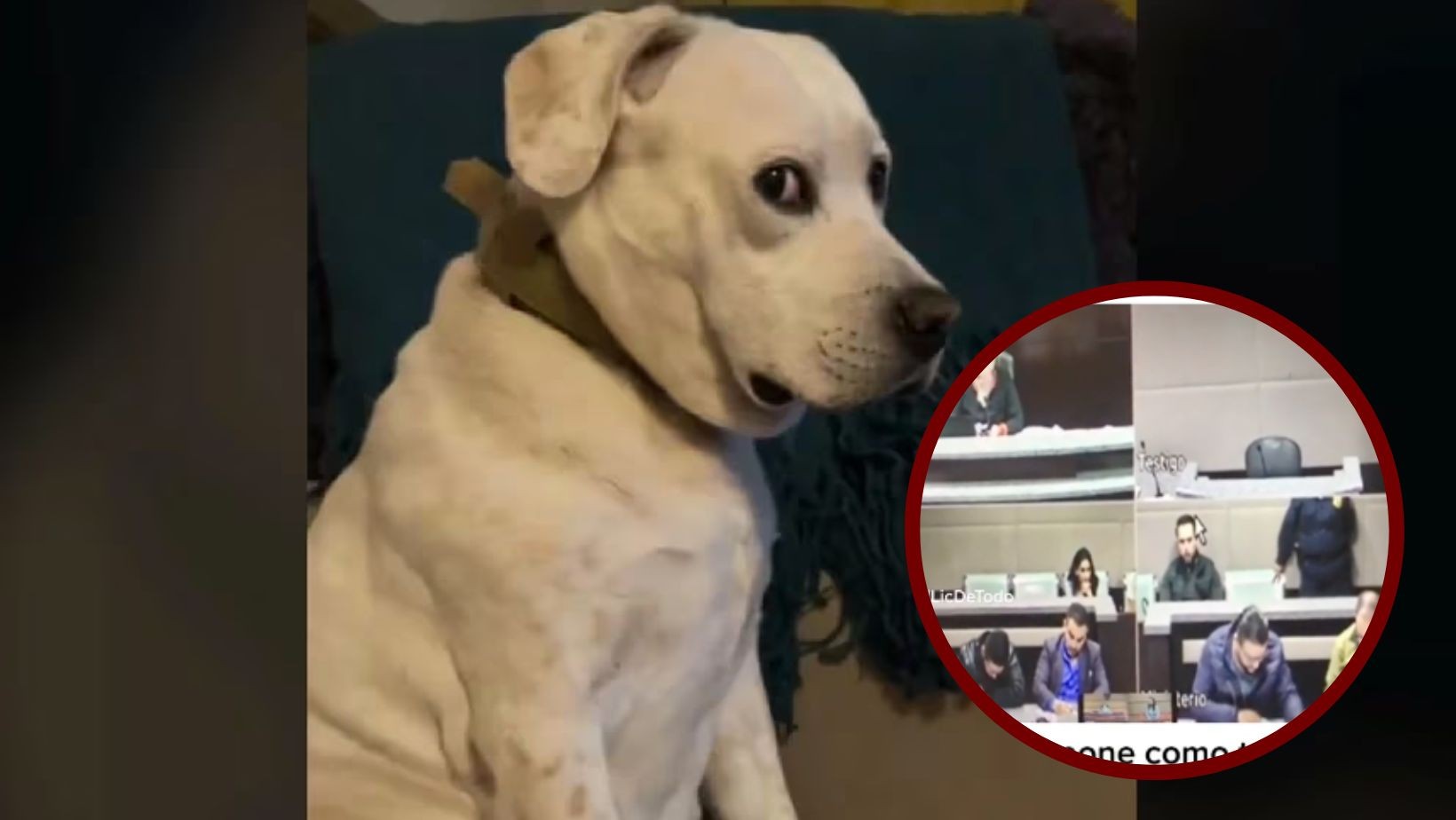 Perro citado como testigo sorprende en juicio en México