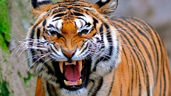 Tigre ataca a mujer cuando trasladaban a los animales de la quinta clausurada