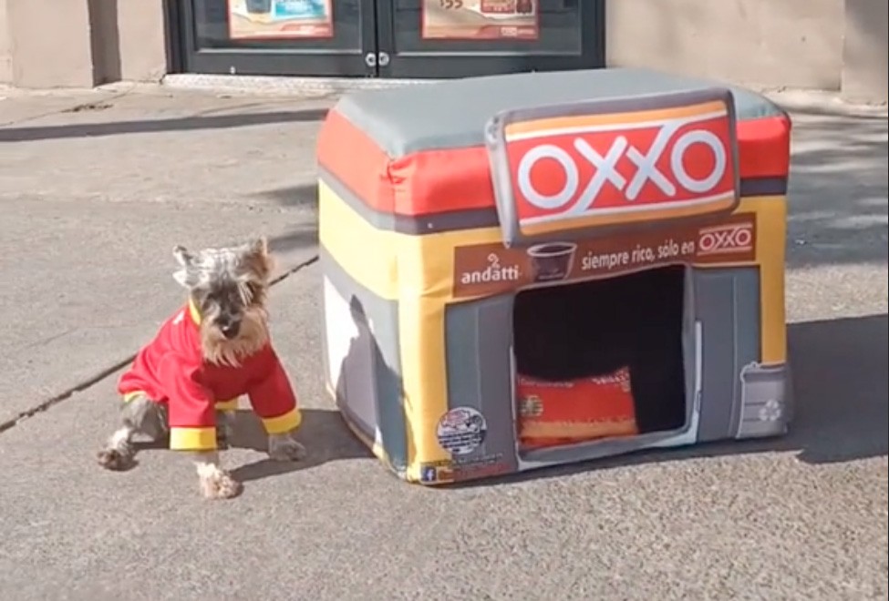 Crean “Oxxitos“ para mascotas y se vuelven virales en TikTok