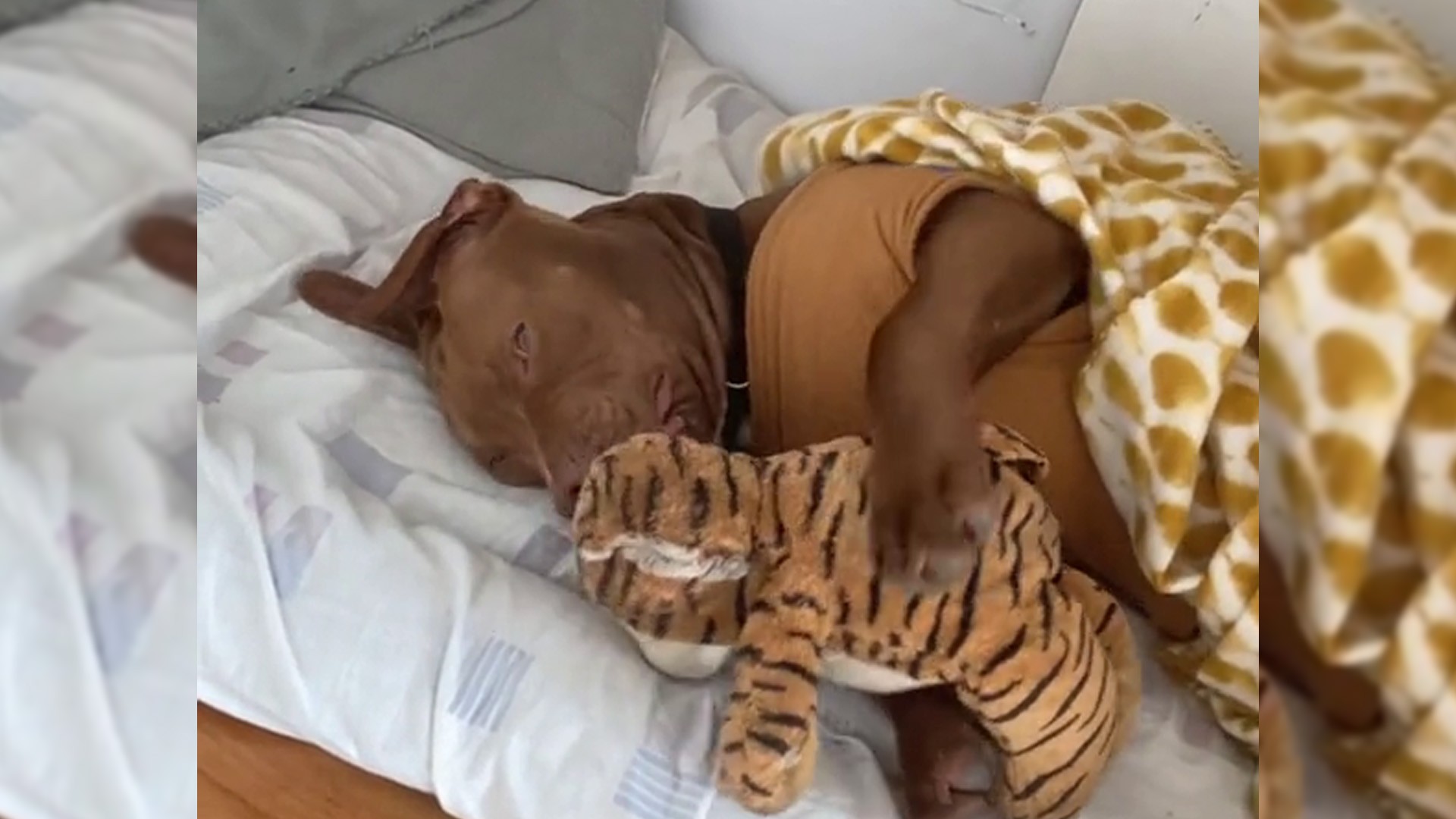 Eros, el tierno pitbull que abraza su muñeco de felpa para dormir