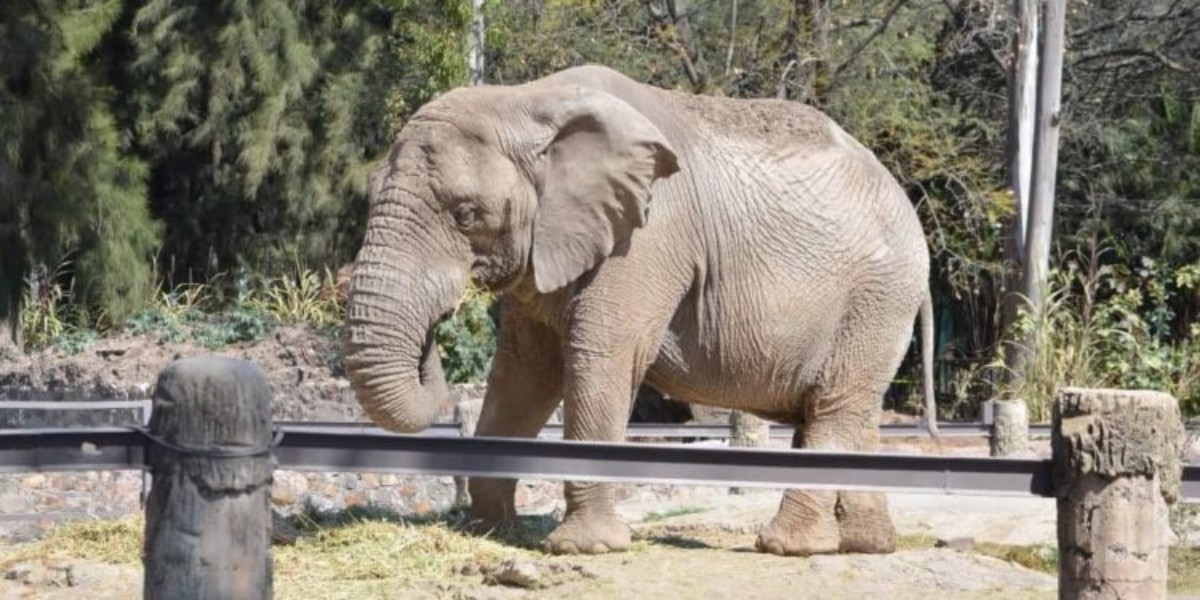 El Zoológico de León sigue de luto tras la muerte del elefante Davy