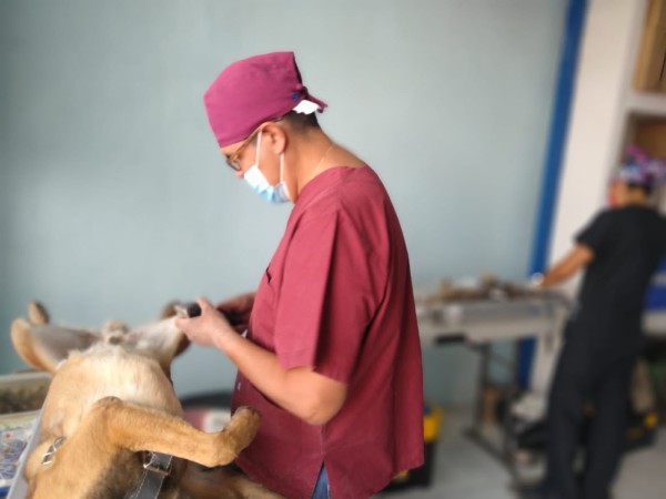 Esteriliza Secretaría de Salud de Guanajuato a casi 15 mil mascotas en León