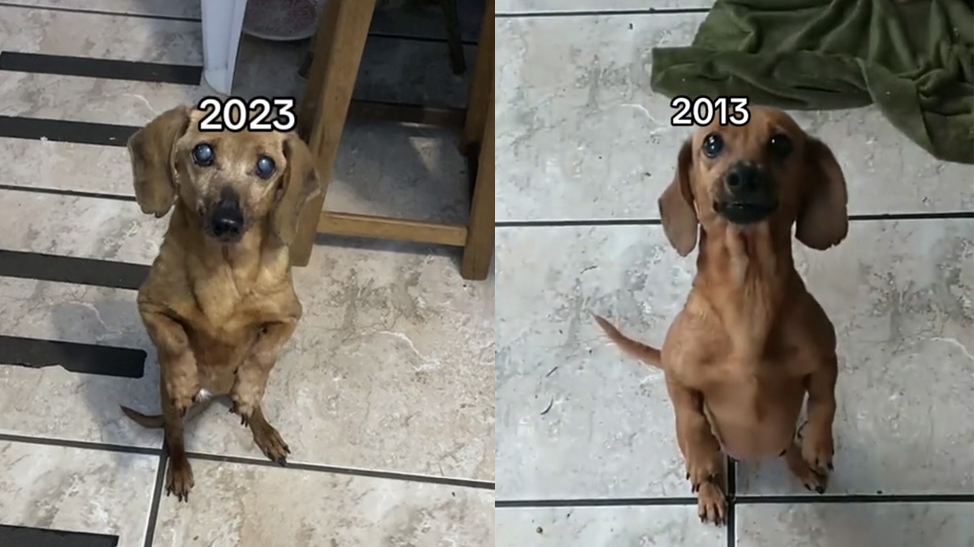 Video: perra ancianita pide abrazos de forma adorable desde hace 10 Años