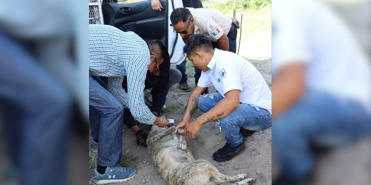 Doce canes capturados en San Jerónimo siguen en resguardo del CCBA