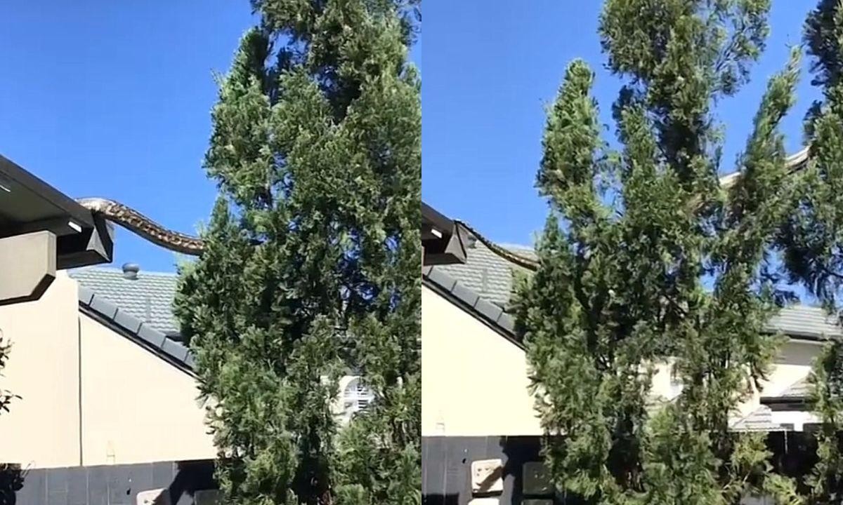 Gigantesca Pitón de 5 metros deambula en los techos de Australia