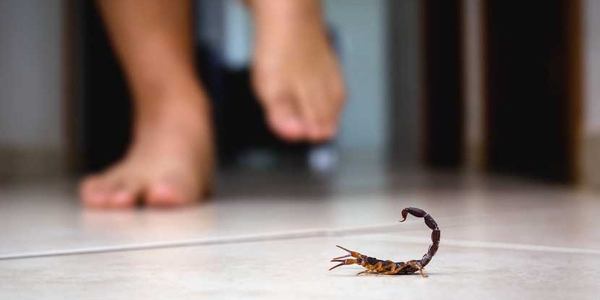 Guanajuato es el estado con más picaduras de alacranes: Salud