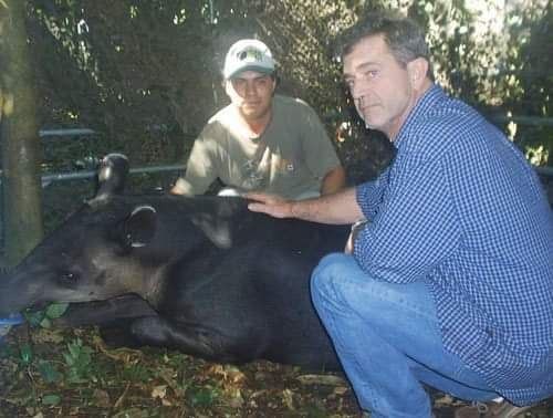 Zoo de León está de luto: murió ‘Scooter’, tapir estrella de Hollywood