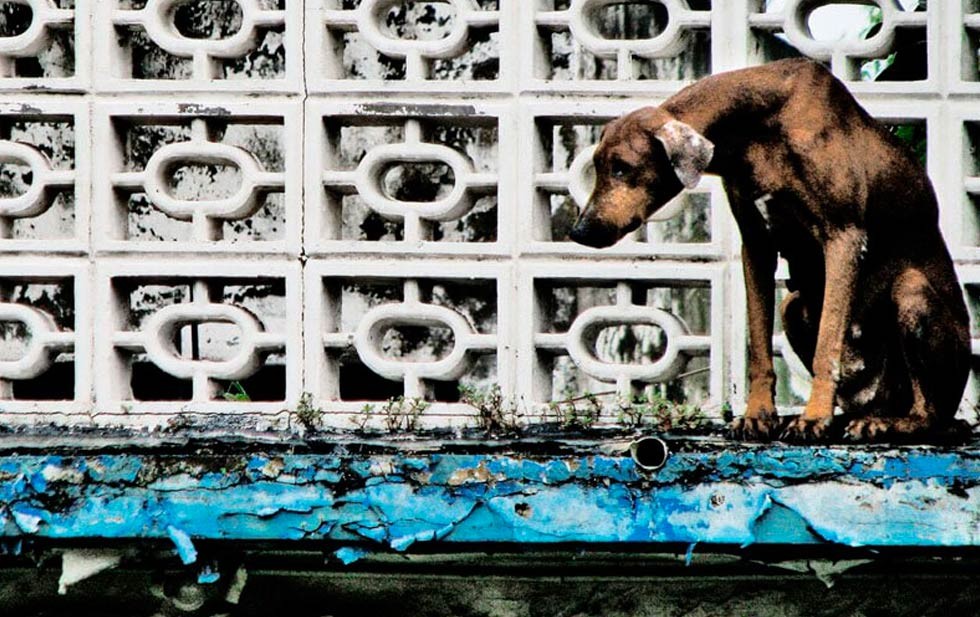 Atiende Municipio casi 2 mil reportes por maltrato animal en León