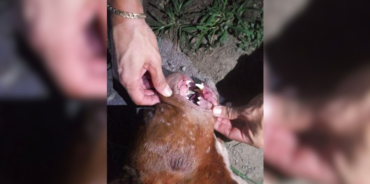 Guanajuato top 5 con mayor incidencia en mordeduras de perros