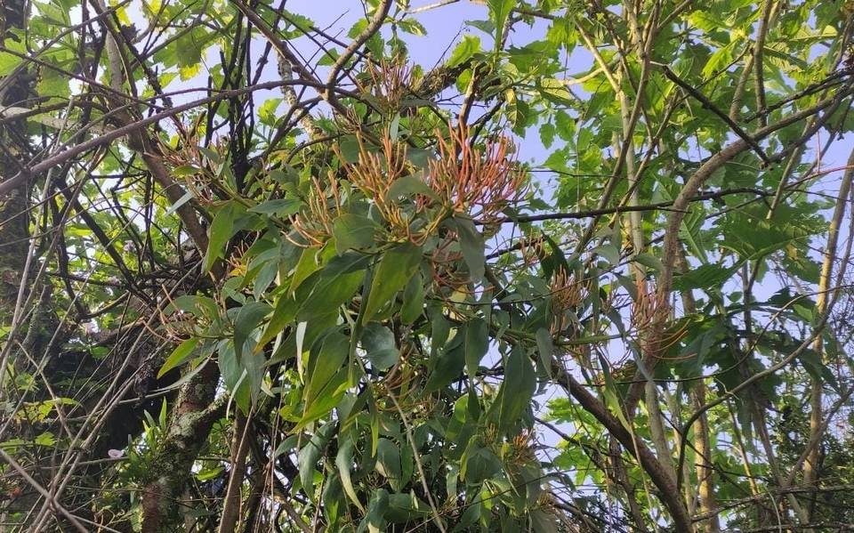 Medio Ambiente ha atendido 12 mil árboles con muérdago en León