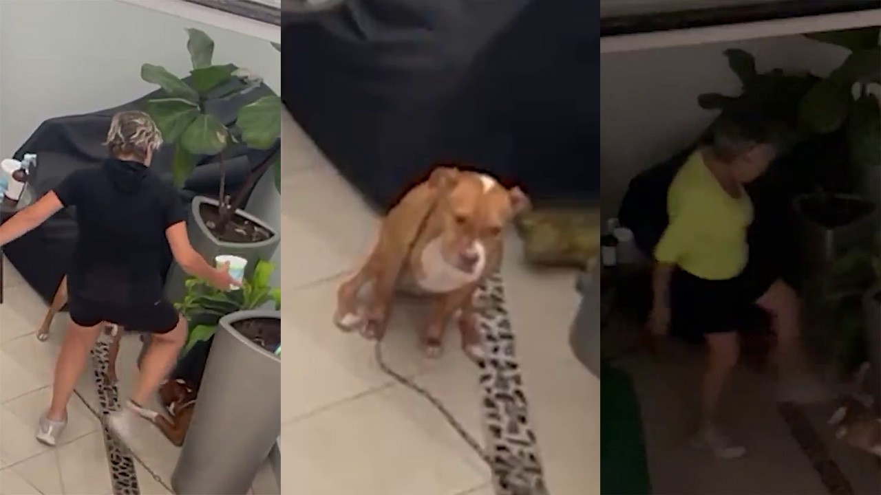 Escandaloso caso de maltrato animal en Benito Juárez