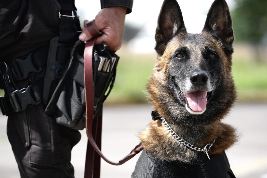 Agente canino muere por insolación en auto policial