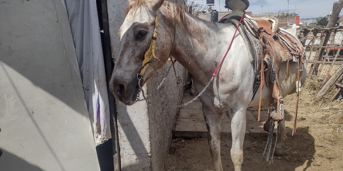 León: Ya son 18 los caballos dados en adopción por el CCBA