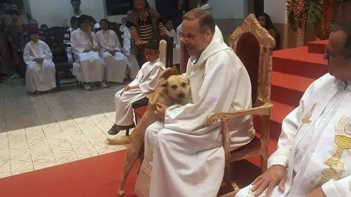 Sacerdote recoge perros callejeros y los lleva a misa para que los adopten