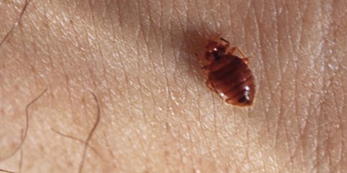 Chinches en escuelas de León fueron casos aislados: Delegado de Educación