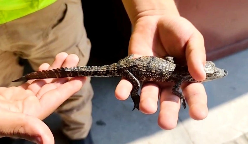 Rescatan a cría de cocodrilo en Silao