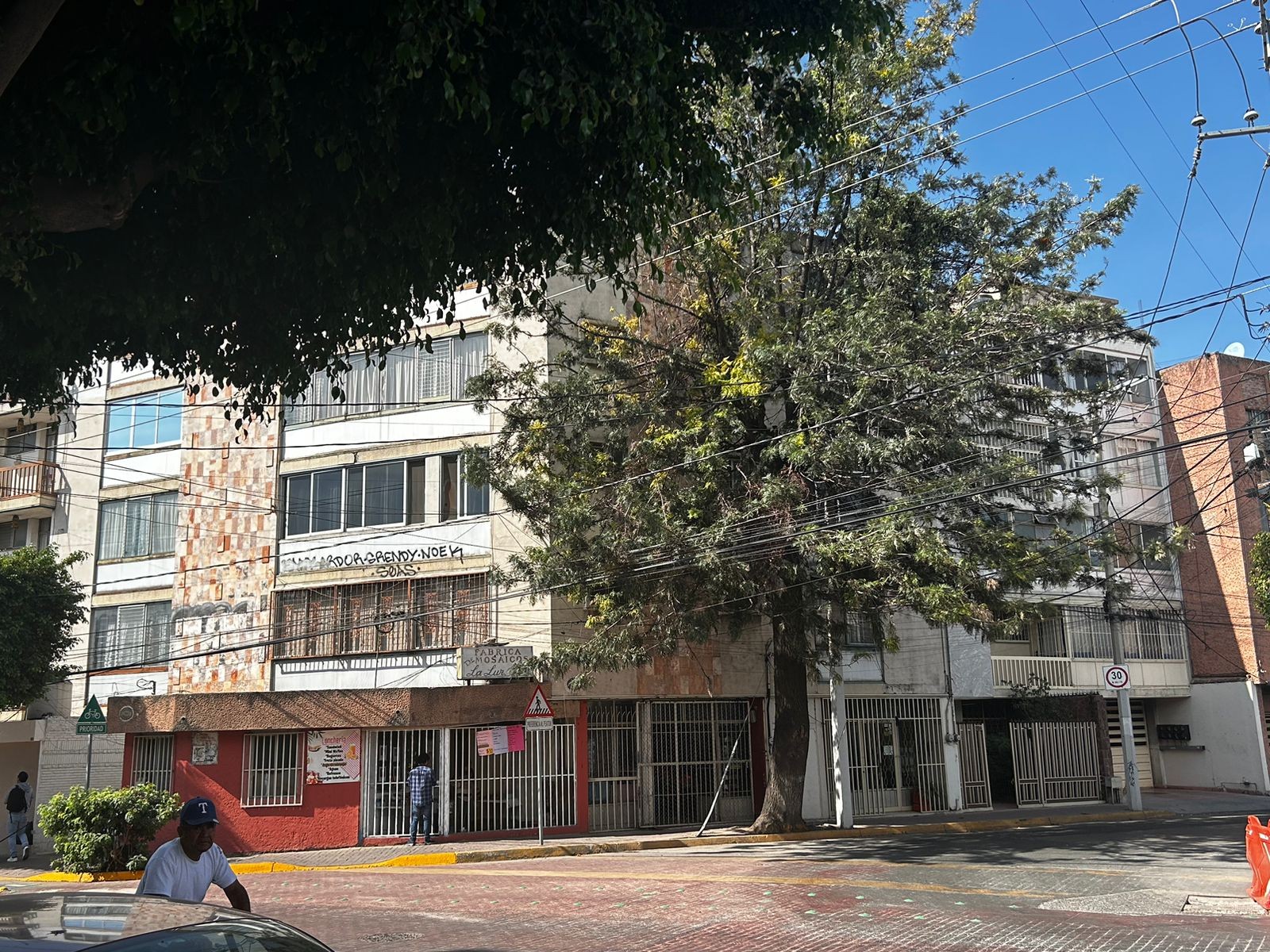 En León 8 de cada 10 árboles están contaminados de muérdago: ambientalistas