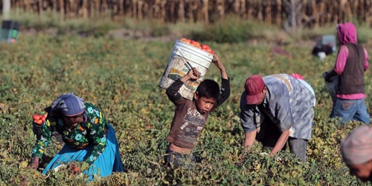 Más de 130 mil niños en Guanajuato sufren explotación infantil: INEGI